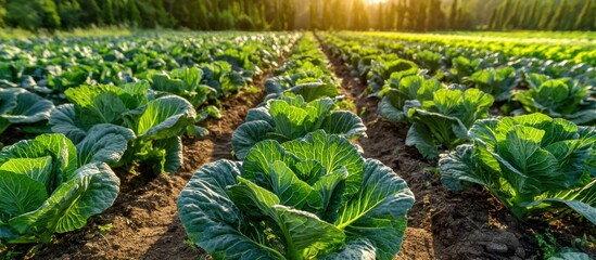 Rows of green cabbages stretch towards the horizon under a sunlit sky. Rich earth lines the rows, leading into a distant treeline