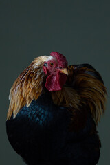 Rooster photographed up close, shiny feathers in beautiful colors