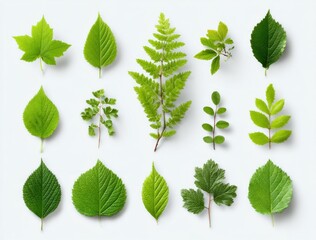 Collection of fifteen vibrant green leaf types arranged on a bright white background, showcasing botanical diversity in varying shapes and textures