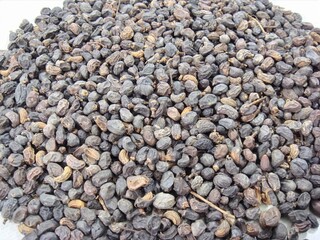 Ligustrum lucidum, known as Fructus Ligustri Lucidi, is a traditional herbal fruit medicine that nourishes yin, strengthens liver and kidney, enhances immunity, and slows aging.