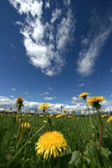 Low-angle view of dandelions in a field, with a bright blue sky and fluffy white clouds above, on a sunny day
