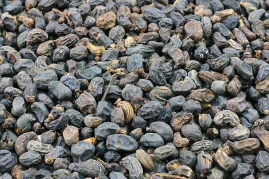 Ligustrum lucidum, known as Fructus Ligustri Lucidi, is a traditional herbal fruit medicine that nourishes yin, strengthens liver and kidney, enhances immunity, and slows aging.