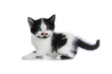 black and white kitten with blue eyes isolated on white background