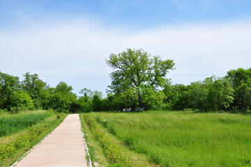 Peaceful summer park view with a wide walking path and meadow leading to a large oak tree with benches, surrounded by fresh greenery under a calm clear blue sky