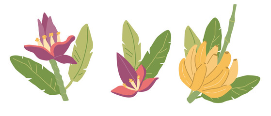 Colorful banana plant and flowers illustrations with green leaves.