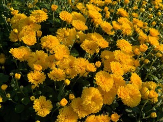 Yellow garden mums chrysanthemum autumn flowers.