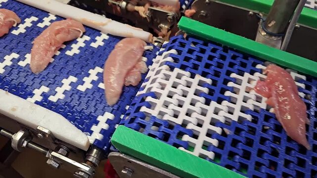 Chicken tenderloins on a conveyor belt. Conveyor transport of chicken parts at a poultry slaughterhouse.