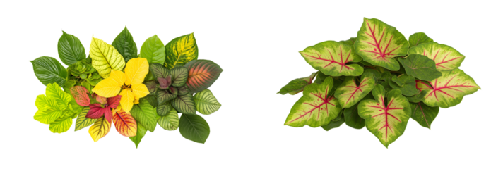 Caladium plants green leaves with red spots isolated on White or transparent background Cutout PNG