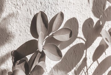 Plant leaves cast striking shadows on a textured white wall, creating an abstract and warm sepia-toned natural pattern
