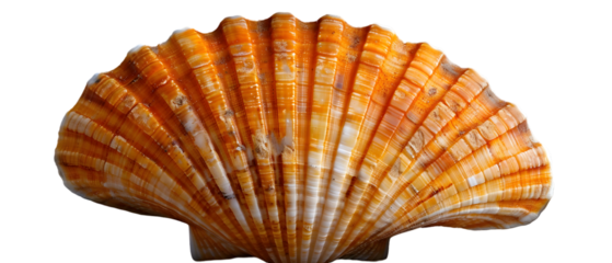 Orange scallop shell closeup.