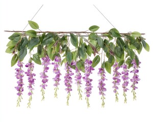Blooming wisteria delicate violet blossoms cascade from verdant leaves and slender twigs against a plain white background, suspended from above