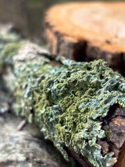 Blue-Green Textured Lichen on Log