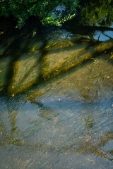 Green River Salmon  8