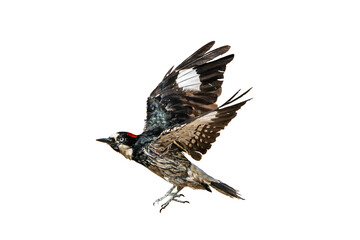 Acorn Woodpecker (Melanerpes formicivorus) Photo, in Flight on an Isolated Transparent PNG Background