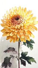 Detailed watercolor chrysanthemum