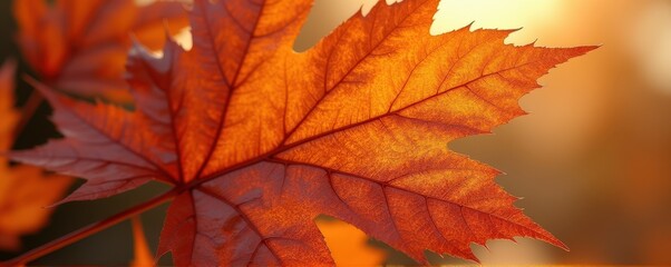 Fototapeta premium Closeup Maple Leaf Veins with Warm Amber Hues