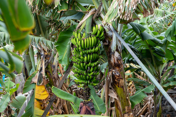 Green Banana Bunch Growing on Banana Tree in Banana Plantation © Abinieks