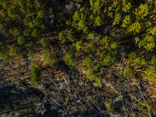 Aerial top down Blanchard forest in winter after Hurricane Helene in Evans Augusta Georgia