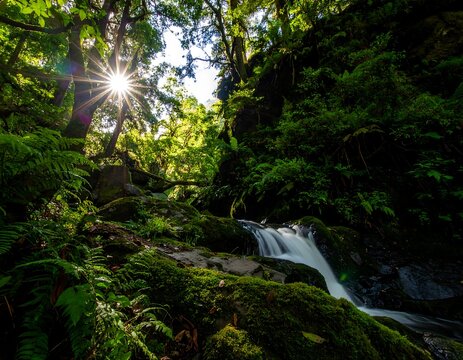 Lush forest stream cascading through mossy rocks