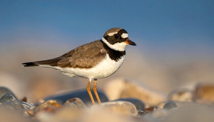 A shorebird stands on a pebble beach
