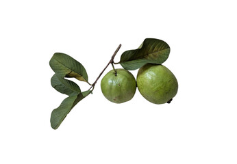 guava trio with stem and leaves isolated