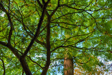 Blick von unten in die Baumkrone von Essigbaum (Rhus typhina) noch grüne Blätter