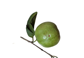 organic guava fruit flat lay on white background