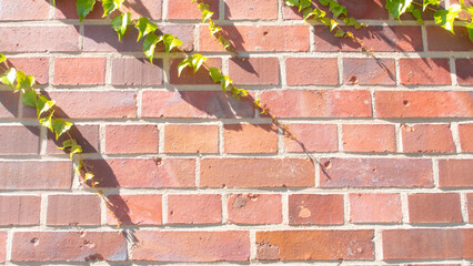 Wall of rectangular orange bricks with green shoots from a climbing plant