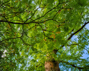 Blick von unten in die Baumkrone von Essigbaum (Rhus typhina) noch grüne Blätter