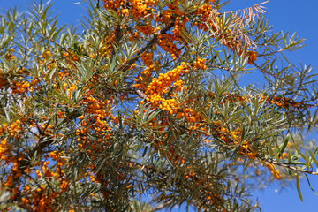 Bright orange sea buckthorn berries hanging from a tree under a clear blue sky