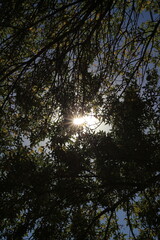 sun through trees