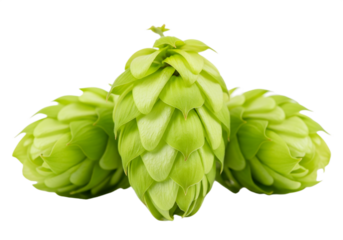 Three green hop cones isolated on a transparent background hops plant