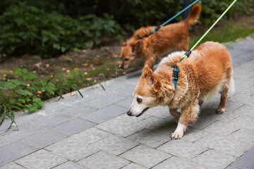 Walking with pet. Two cute dogs with leashes outdoors, selective focus. Space for text