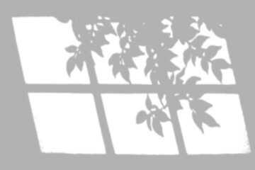 Leaves and window shadows creating a delicate pattern on white.