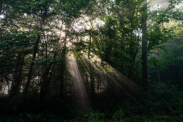 Obraz premium Sun harp in the forest, Ardennes, Olloy-sur-Viroin, Parc naturel Viroin Hermeton, Belgium