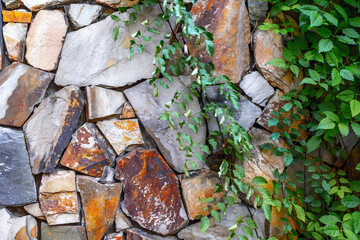 Natural stone wall with green vines: textured surface with lively foliage