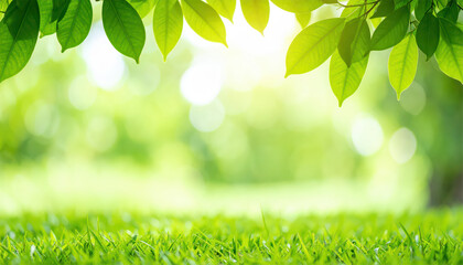 Obraz premium Close up of nature view green grass leaf on blurred greenery background under sunlight with bokeh and copy space using as background natural plants landscape, ecology cover concept.