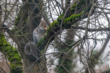 Squirrel in the tree