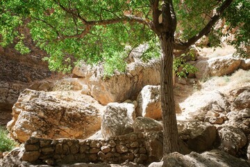 Fototapeta premium Tree and rocks in a sunlit canyon