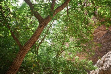 Lush green tree branches in a rocky canyon.
