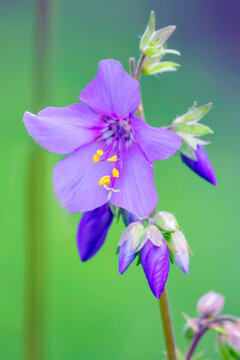 The plant blue polemonium or polemonium is a perennial, tall, unpretentious bush.
