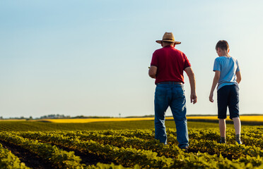 Fototapeta premium Rear view of senior farmer with his grandson walking in green soybean field examining crop at sunset.