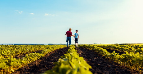 Rear view of senior farmer with his grandson walking in green soybean field examining crop at sunset.