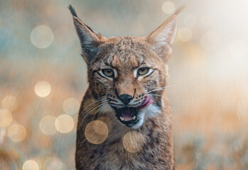 Luchs © Emanuelle