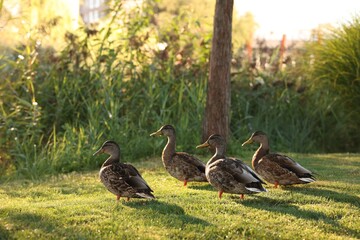 Many ducks walking on green grass outdoors