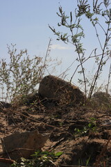 Rocks and weeds on the sand dunes.