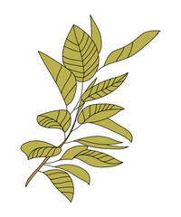 Branch with leaves isolated on white background. Botanical vector element. Natural tree branch. Cute beautiful illustration. Hand drawn in flat style with outline.
