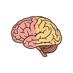 Anatomical illustration of a human brain showcasing both hemispheres in vibrant colors
