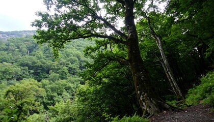 Obraz premium Lush green forest scene, large tree in foreground, hillside in background