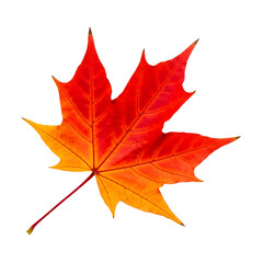 Obraz premium Vibrant Maple Leaf in Autumn Colors Showcasing Fall Foliage and Nature's Beauty